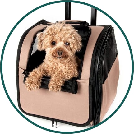 Dog Carriers & Strollers