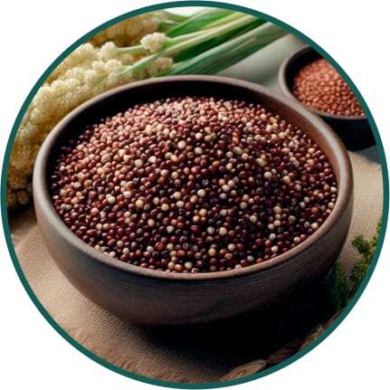 Ragi Seeds