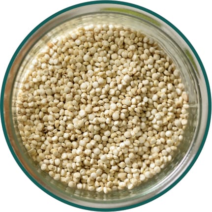 Quinoa